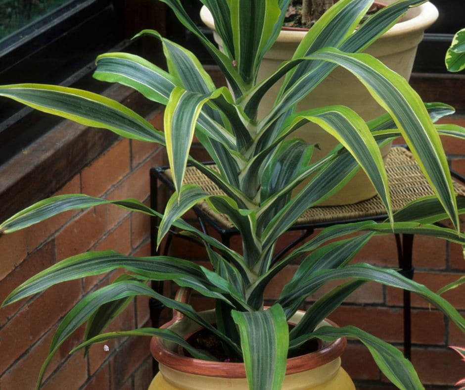 Dracaena spp